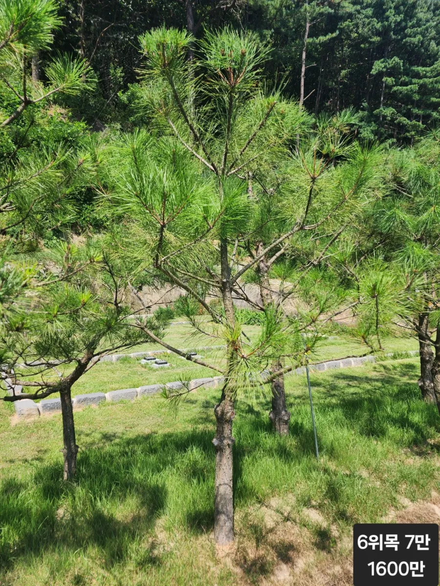 남양주 수목장, 무량수목장 납골당 가격, 위치 상담 - 납골당 분양, 수목장/추모공원 안내, 가격비교
