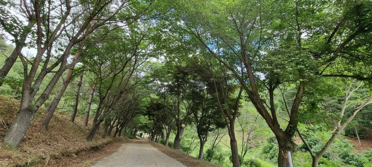 홍천 수목장, 천봉수목공원 납골당 가격, 위치 상담 - 납골당 분양, 수목장/추모공원 안내, 가격비교