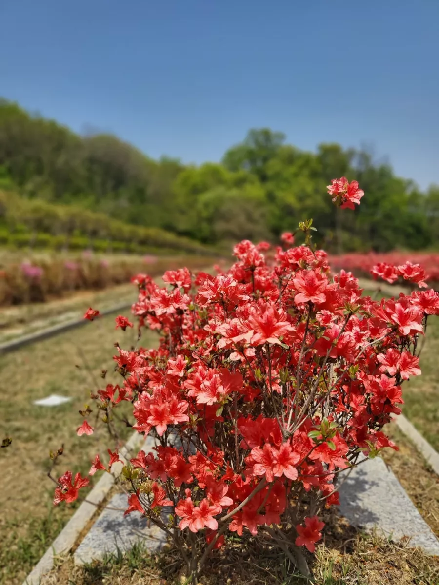 용인 불교 수목장, 불광사 양지수목장 납골당 가격, 위치 상담 - 납골당 분양, 수목장/추모공원 안내, 가격비교