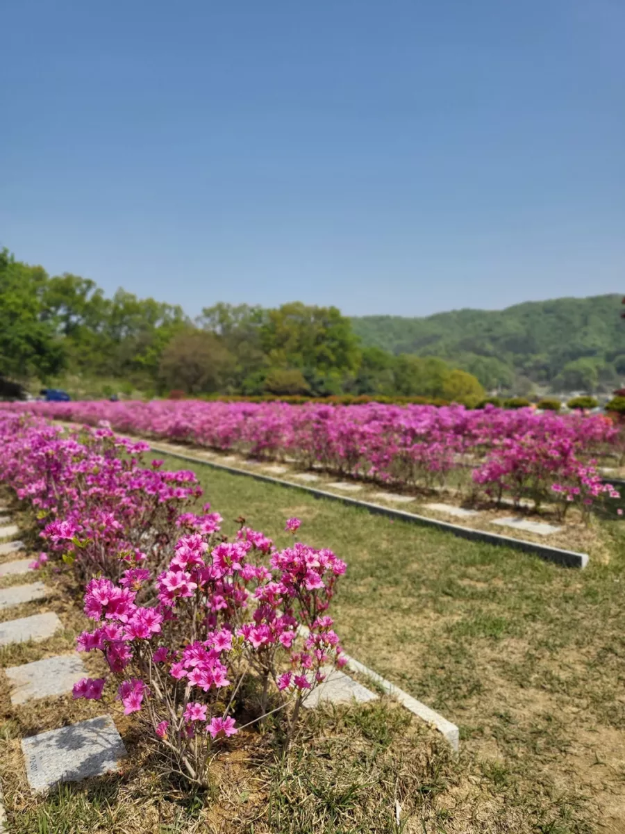 용인 불교 수목장, 불광사 양지수목장 납골당 가격, 위치 상담 - 납골당 분양, 수목장/추모공원 안내, 가격비교
