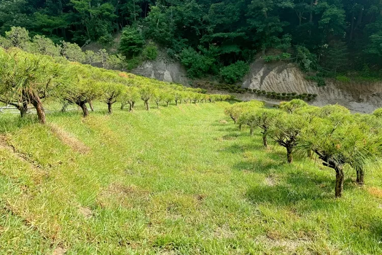 용인시 수목장 위치- 납골당 분양, 수목장/추모공원 안내, 가격비교,