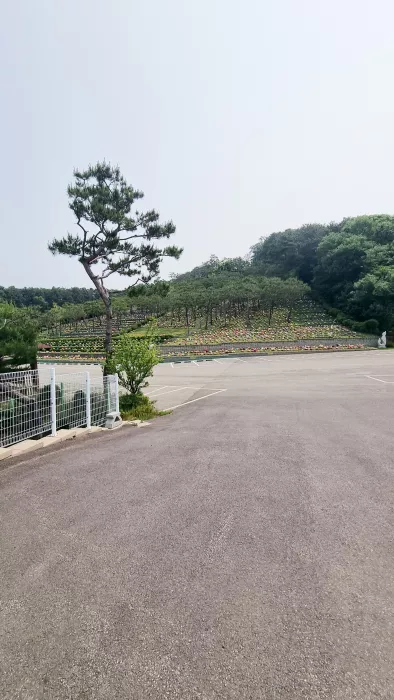 올해 시아버지 수목장에 모셨어요. 이용후기, 납골당 가격 비교, 납골당 분양 상담