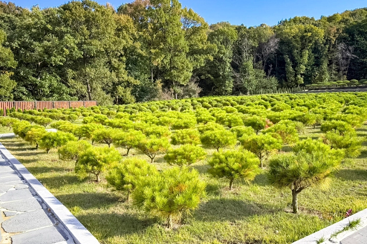 김포애기봉수목장- 가격비교, 납골당 분양, 수목장/추모공원 안내