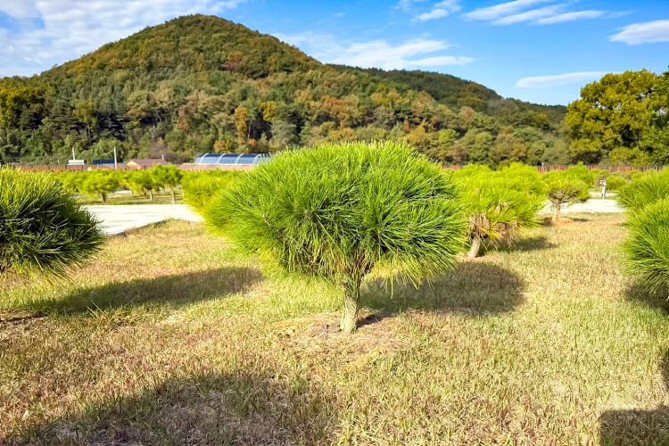 김포애기봉수목장- 가격비교, 납골당 분양, 수목장/추모공원 안내