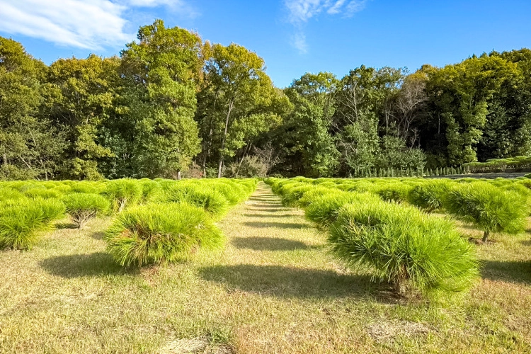 김포애기봉수목장- 가격비교, 납골당 분양, 수목장/추모공원 안내