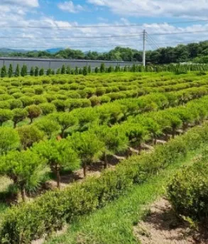 자연을 좋아하던 엄마를 위해 선택한 고양시수목장 이용후기, 납골당 가격 비교, 납골당 분양 상담