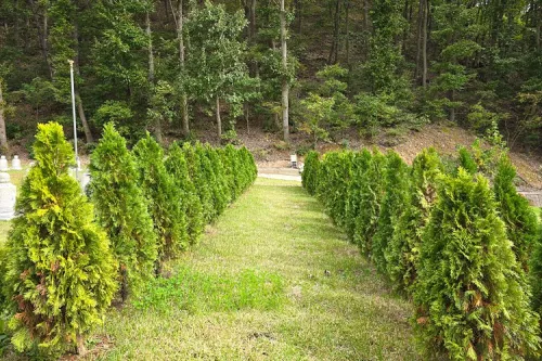 영천수목장- 가격비교, 납골당 분양, 수목장/추모공원 안내