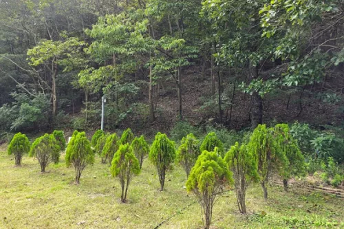 영천수목장- 가격비교, 납골당 분양, 수목장/추모공원 안내