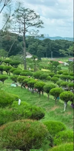 수도권 접근성 좋은 고양시 수목장 찾다가 결정한 고양시수목장 개인목 후기 이용후기, 납골당 가격 비교, 납골당 분양 상담